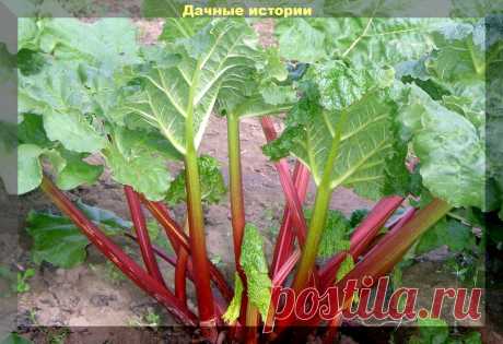 Ревень на даче: полезные свойства, выращивание и уход. О главном простым языком | Дачные истории | Яндекс Дзен