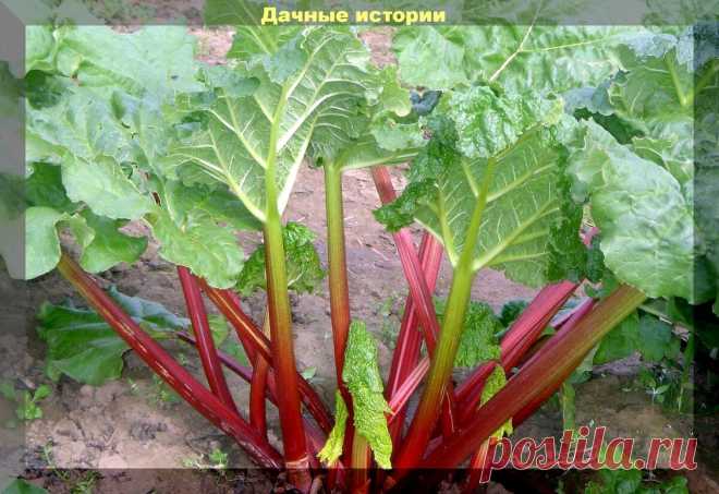 Ревень на даче: полезные свойства, выращивание и уход. О главном простым языком | Дачные истории | Яндекс Дзен