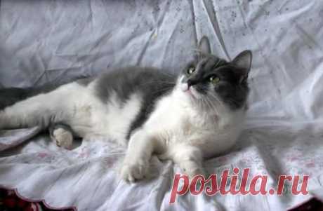 Кошка, которая любит париться в бане - ИСТОРИИ ИЗ РЕАЛЬНОЙ ЖИЗНИ: В этом году я был в гостях у людей, в доме которых находят приют обездоленные животные. Расскажу об одной их любимице с белоснежной грудкой и