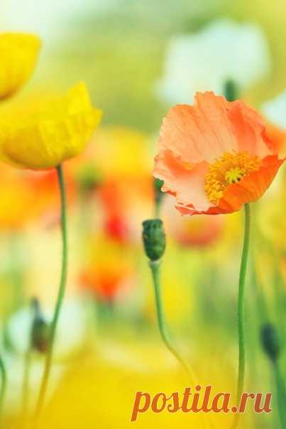 Сколько красоты в том, что зовётся мелочами...

Эрих Мария Ремарк