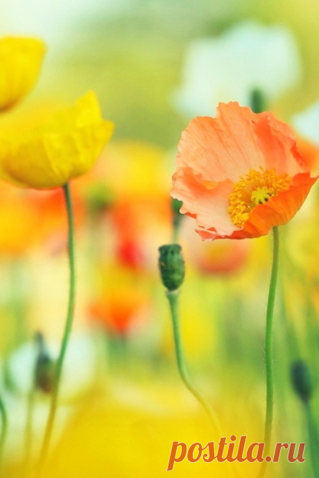 Сколько красоты в том, что зовётся мелочами...
Эрих Мария Ремарк