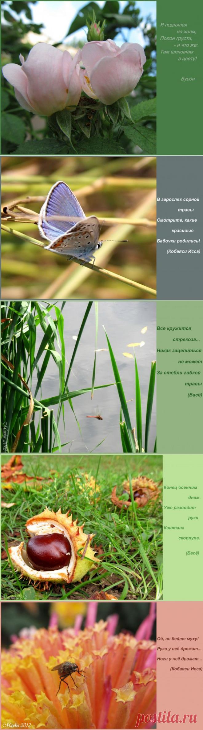 (+1) тема - Хокку, застывшие в фото))) | Фотоискусство