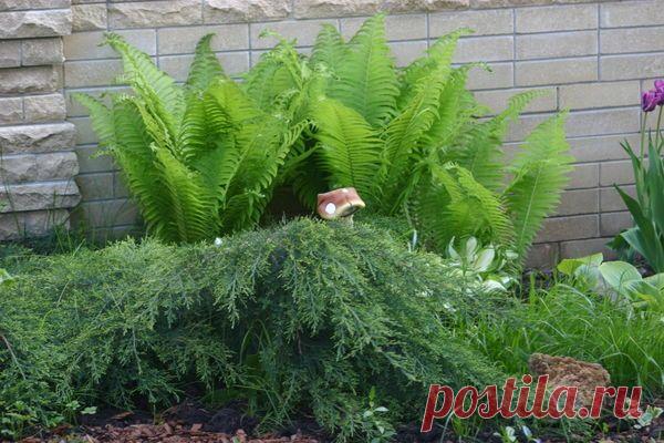 13 самых неприхотливых хвойных для дачных участков / 7dach.ru