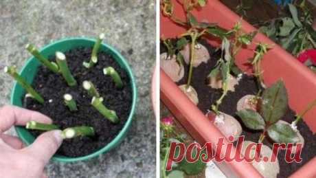 Размножение роз черенками: подробная инструкция — Домашние заботы