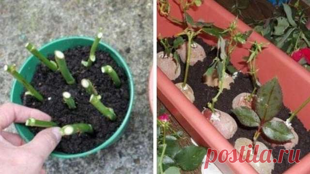 Размножение роз черенками: подробная инструкция — Домашние заботы