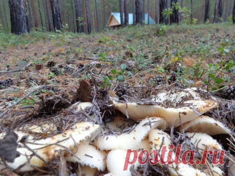 (71) Одноклассники