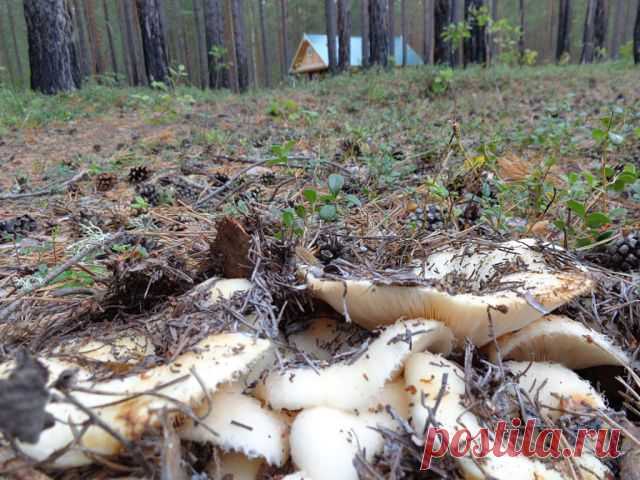 (71) Одноклассники