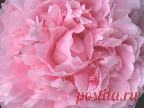 Сорта гвоздик: описание, фото, выращивание из семян -Гвоздика Шабо