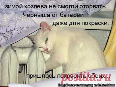 Сложно все (котоматрица) | Обхохочешься