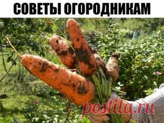 Советы огородникам

* Борная кислота:

Очень нужна в дачном хозяйстве. Если загнивают плоды кабачков или цуккини, если томаты в теплице переживают стресс от жары, если не завязываются плоды у перца и баклажана, если мало завязей на огурцах, делайте раствор борной кислоты и опрыскивайте растения. Рецепт таков: 2 г борной кислоты тщательно размешать в 500 мл горячей воды и долить до 10 л прогретой на солнце водой.

* Глюкоза и витамин В1:

Добавляю в удобрительные поливы осо...