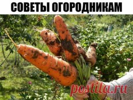 Советы огородникам

* Борная кислота:

Очень нужна в дачном хозяйстве. Если загнивают плоды кабачков или цуккини, если томаты в теплице переживают стресс от жары, если не завязываются плоды у перца и баклажана, если мало завязей на огурцах, делайте раствор борной кислоты и опрыскивайте растения. Рецепт таков: 2 г борной кислоты тщательно размешать в 500 мл горячей воды и долить до 10 л прогретой на солнце водой.

* Глюкоза и витамин В1:

Добавляю в удобрительные поливы осо...