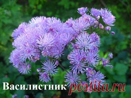 Тенелюбивые цветы для сада  Цветы фото и названия