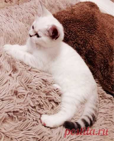 Любимый котэ