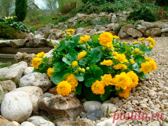 Многолетний садовый цветок Калужница (Caltha). Корневищное травянистое многолетнее растение высотой 15-25 см. Листья прикорневые сердцевидные или почковидные, с длинными черешками, темно-зеленые. Цветки крупные, золотисто-желтые, иногда серебристо-белые, имеются махровые формы. Цветет весной.

Основные виды.
Чаще всего выращивают к.болотную (C.palustris) - цветки одиночные, до 6 см в диаметре, яркие, золотисто-желтые. Очень декоративные формы с махровыми цветками и красноватыми листьями.