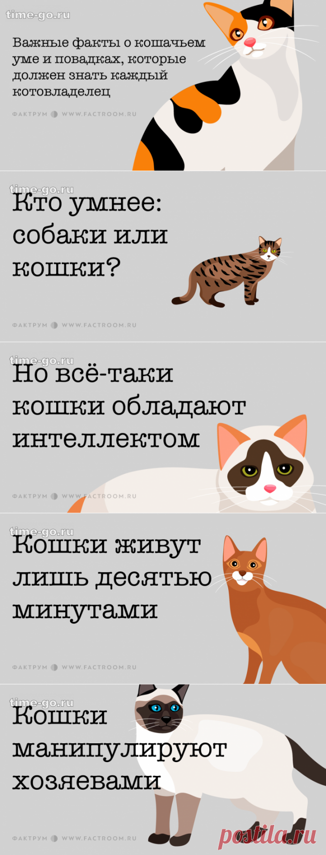 Важные факты о кошачьем уме и повадках, которые должен знать каждый котовладелец