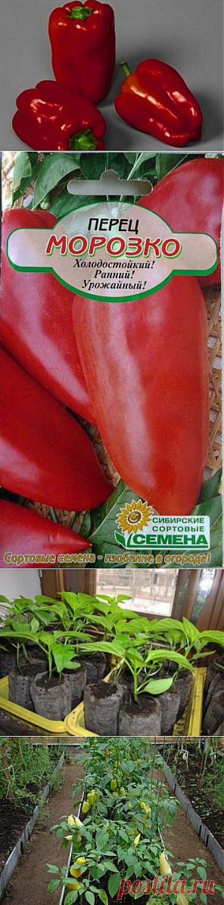 Перец &quot;Морозко&quot; и его выращивание