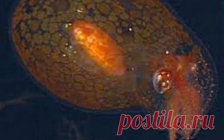 Топ-25 животных с самыми странными защитными механизмами | Разно Всяко