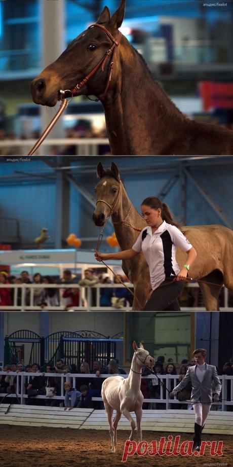 Иппосфера 2014. Чистокровные ахалтекинские скакуны..