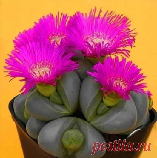 Группы | Facebook