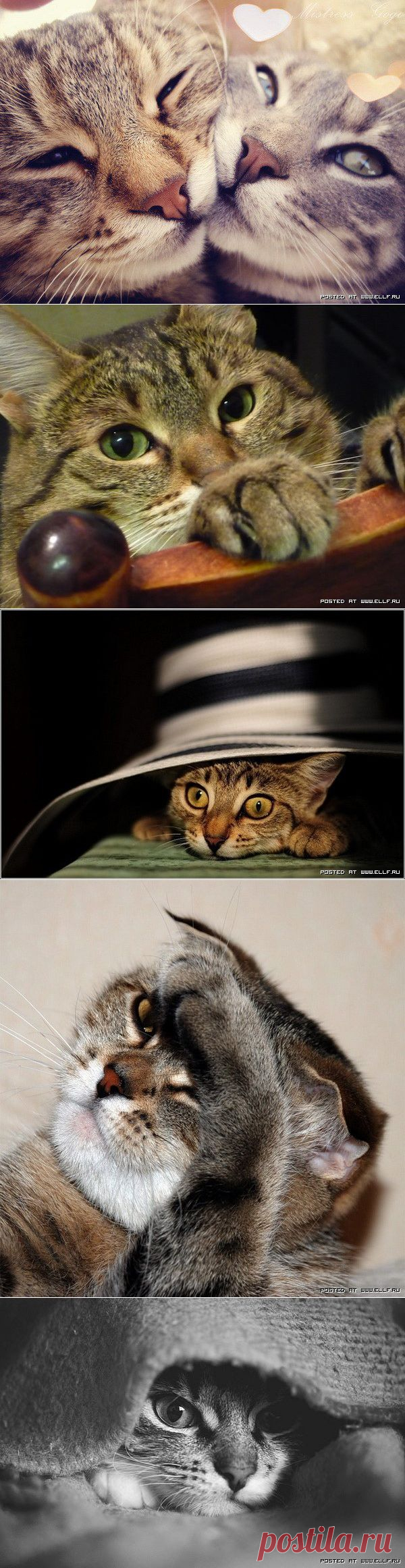 Красивые фотографии кошек (38 фото)