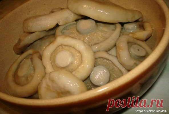 Засолка груздей горячим способом