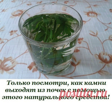 Только посмотри, как камни выходят из почек с помощью этого натурального средства! 
Почки представляют собой один из важнейших органов нашего тела, поскольку их функция состоит в выводе токсинов и избытка солей из организма. 
В процессе выполнения своих функций почки загрязняются. Отложения могут быть в виде слизи, песка и камней. Чтобы поддержать нормальную работу этого органа, его периодически необходимо очищать. 
Продолжение на сайте: https://nampolezno.ru/tolko-posmotri-kak-kamni.html