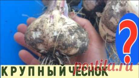 ОЧЕНЬ КРУПНЫЙ ЧЕСНОК, МУЛЬЧИРОВАНИЕ ЧЕСНОКА ОСЕНЬЮ