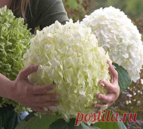 Гортензия древовидная: сорта, посадка и уход