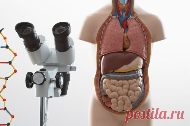 Чем поддержать печень? Советы гепатолога | Здоровая жизнь | Здоровье | Аргументы и Факты