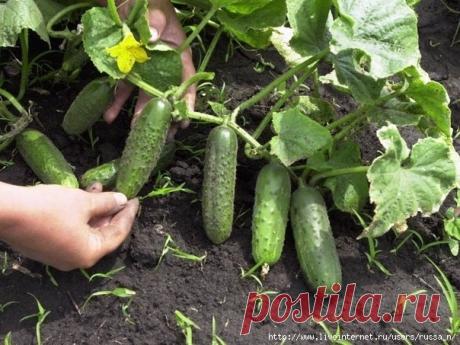 Дневник Надежда7162