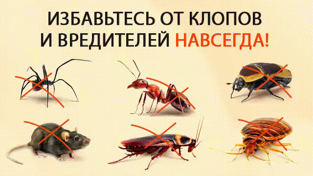 Это какой-то ужас! Два месяца назад нашу квартиру буквально атаковали полчища тараканов - этих мерзких, наглых разносчиков грязи и инфекции! Причем, без причины - дома всегда чисто, раньше вообще никогда тараканов не было. Наверное, от соседей, но то такое. Главное - сейчас тараканы какие-то неубиваемые: мы их и спреями травили, и ловушки расставляли, и мелом пол мазали. Все без толку! Наверное, современные тараканы выработали иммунитет на все виды отравы. 
И вот, села я изучать в Интернете все