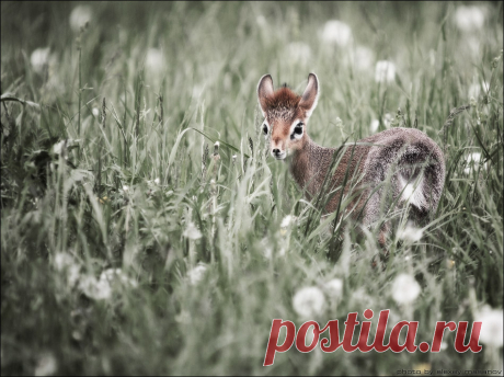 Дикдик — National Geographic Россия Парк птиц &laquo;Воробьи&raquo;