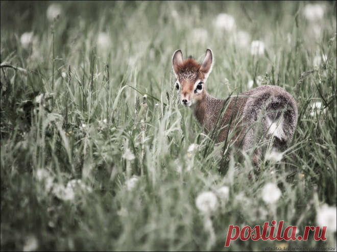 Дикдик — National Geographic Россия Парк птиц «Воробьи»