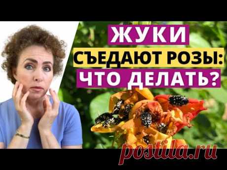 Жук поедает бутоны. Бронзовки на Розах. Бронзовка Мохнатая борьба.