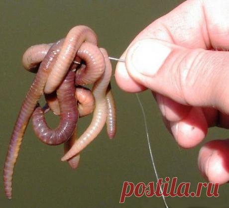 Зачем плевать на червя?