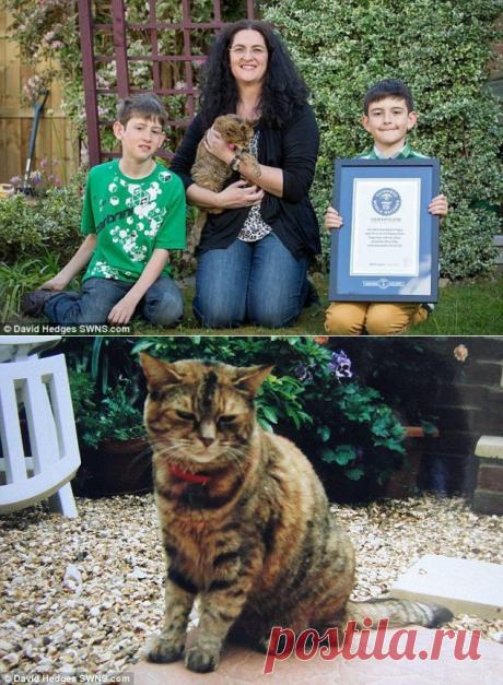 Котейка долгожитель / Питомцы