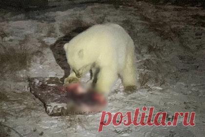 Стало известно о будущем вышедшего к людям осиротевшего белого медвежонка. Ученые решили вернуть в дикую природу вышедшего несколько дней назад к селу на Чукотке белого медвежонка-сироту. Руководитель программ научно-экспедиционного центра «Морские млекопитающие» Виктор Никифоров отметил, что медвежонка планируют начать подкармливать нерпой, как только наладится погода.