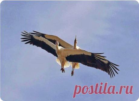 Красивая пара. У кого в ленте окажется - весь год будет счастливым... ❤