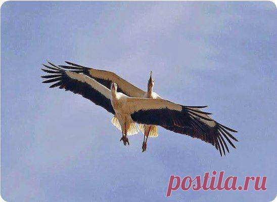 Красивая пара. У кого в ленте окажется - весь год будет счастливым...	❤