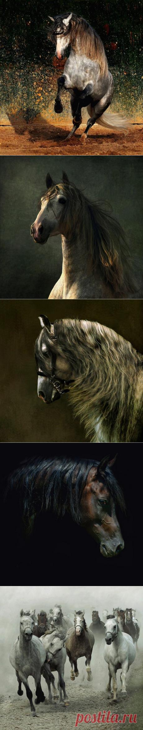 Арабские скакуны. Красивывые фото лошадей... (30 фото) | PulsON — все самые интересные события в мире.