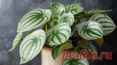 Фото: Пеперомия Аргирея (арбузная) (Peperomia argyreia) | Комнатные цветы и растения