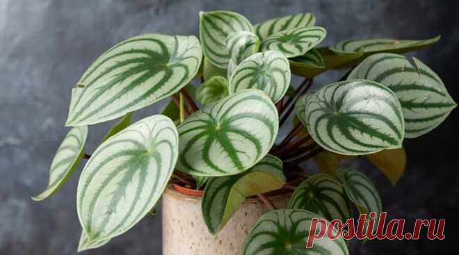 Фото: Пеперомия Аргирея (арбузная) (Peperomia argyreia) | Комнатные цветы и растения