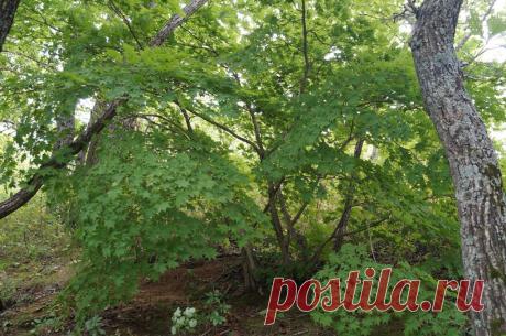 ВСЁ ЛУЧШЕЕ ИЗ YOU TUBE (16 плюс)
Наталья Давыдова (Пешкурова)