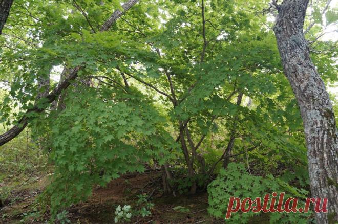 ВСЁ ЛУЧШЕЕ ИЗ YOU TUBE (16 плюс)
Наталья Давыдова (Пешкурова)