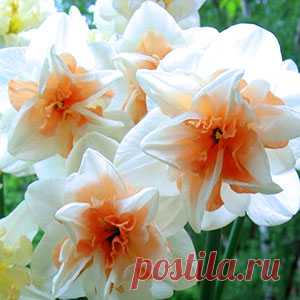 Махровые нарциссы