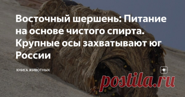 Восточный шершень: Питание на основе чистого спирта. Крупные осы захватывают юг России Статья автора «Книга животных» в Дзене ✍: Общество: нам нужны новые лекарства, мы хотим летать на другие планеты, исследовать глубины океана, хотим знать, как появилась жизнь и одни ли мы во вселенной.