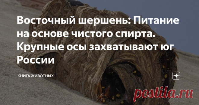 Восточный шершень: Питание на основе чистого спирта. Крупные осы захватывают юг России Статья автора «Книга животных» в Дзене ✍: Общество: нам нужны новые лекарства, мы хотим летать на другие планеты, исследовать глубины океана, хотим знать, как появилась жизнь и одни ли мы во вселенной.