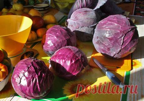 Квашеная капуста красная
