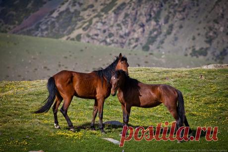 Григорьевское ущелье Иссык-Куля | ФОТО НОВОСТИ