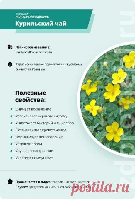 Курильский чай (лапчатка)